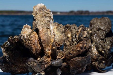 New oyster restoration project comes to Pensacola Bay