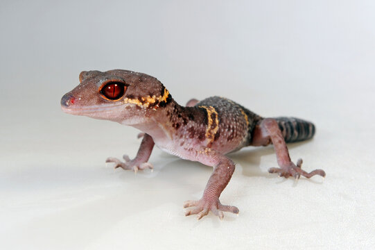 Best uncommon reptiles for college students