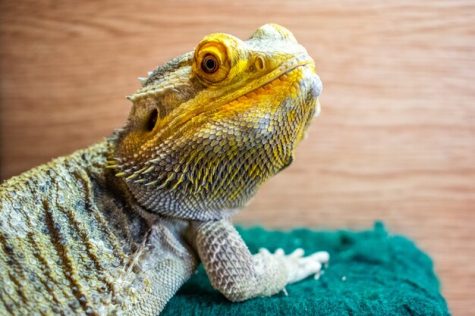 New house resolution puts exotic pet owners at risk