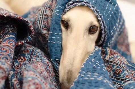 Tik Tok community mourns the loss of beloved Borzoi