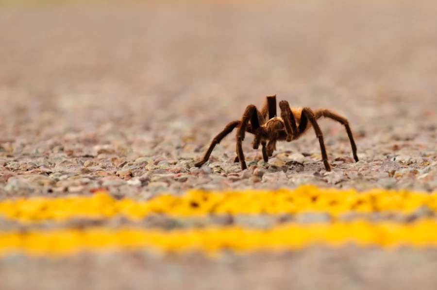 Colorados Annual Tarantula Migration Has Begun
