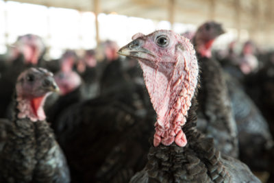 Pensilvanya’lı çiftçiler Türkiye’yi hayvan istismarı yapmakla suçladı – The Voyager