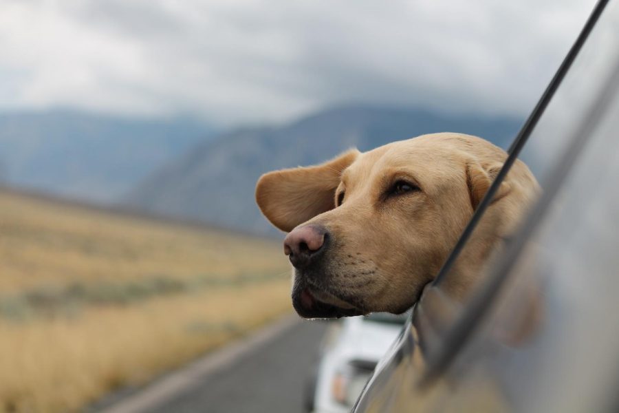 Proposed Florida bill would ban dogs from sticking their heads out of car windows