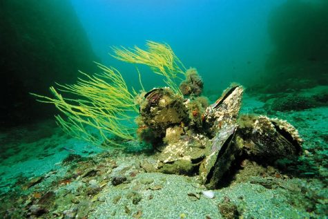 Oyster Reef Restoration