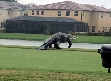 Gators: Florida’s Not-So-Friendly Next Door Neighbor